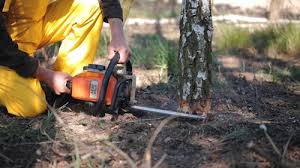 Best Lawn Pest Prevention  in University Park, MD