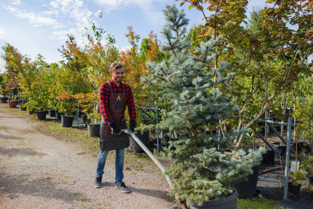 Best Tree Risk Assessment  in University Park, MD